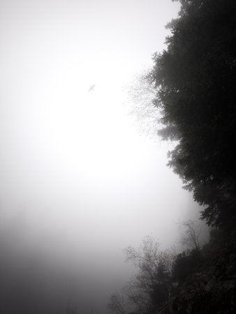 Solitary bird crow gliding over foggy forest landscape near chamonix, revealing ethereal mountainous wilderness under soft muted lightの写真素材