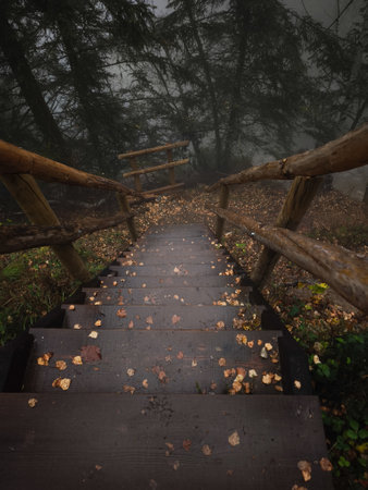 Wooden stairs lead down into a foggy forest, surrounded by fallen autumn leaves and dense trees, creating a mysterious and serene atmosphereの写真素材
