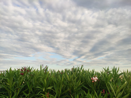Green oleander hedge blooming on the coast of Bibione, Italy, under a cloudy sky, creating a relax...