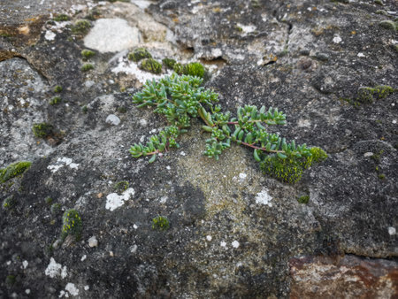 Succulent plant growing on weathered stone surface, highlighting botanical tenacity against rugged...