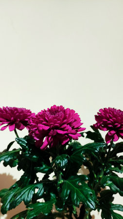 Pink chrysanthemum blossoming against historic prague backdrop, symbolizing romantic valentine's day celebration copy spaceの写真素材