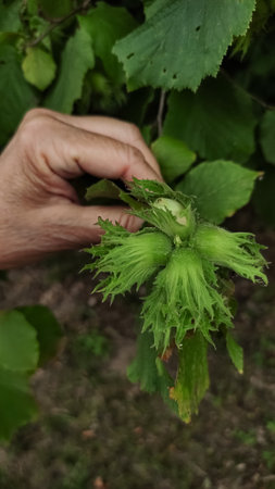 Elderly woman Hand gently holding a cluster of unripe hazelnuts on a tree branch in pruhonice, Czech Republic, showcasing the early stages of nut developmentの写真素材