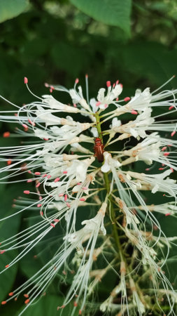 Red soldier beetle resting on delicate white flowers, showcasing the beauty of nature in Czech...