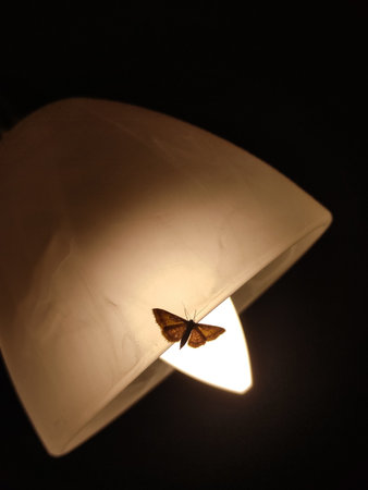 Brown moth fluttering near a glowing light bulb at night in Prague, Czechia, creating a captivating contrast against the dark surroundingsの写真素材