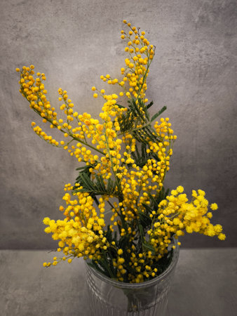 Bright yellow mimosa flowers stand in a glass vase, adding a pop of color to a simple, textured gray wall copy spaceの写真素材