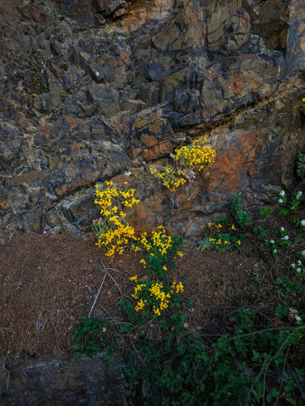 Small yellow flowers growing on a rock face in spring, creating a beautiful contrast of colors and texturesの写真素材