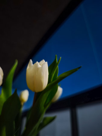 White tulips reaching towards a vibrant blue sky embodying the beauty of springtime bloomsの写真素材