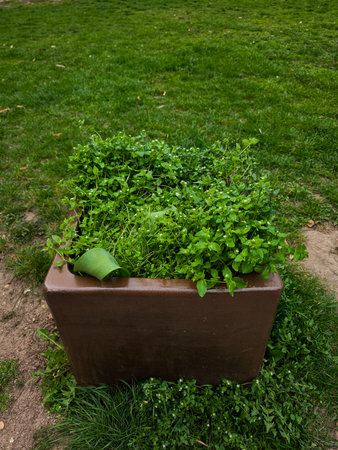 Small chickweed plants growing in a brown pot placed on a grass field, showcasing urban gardening or spontaneous growth copy spaceの写真素材
