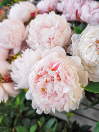 Close up of beautiful pink peonies blooming, showcasing their delicate petals and vibrant color in a spring garden in Prague flower Holesovice market, Czech republicの写真素材