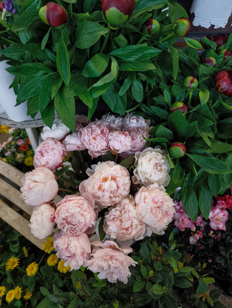 Blooming pink and white peonies filling pots and elegantly displayed in a vibrant garden center, inviting customers for spring and summer sales in Prague Holesovice market, Czech republicの写真素材