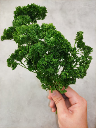 Hand holding a bunch of fresh organic curly parsley against a neutral background, ready for cooking preparing vegetables for making soupの写真素材