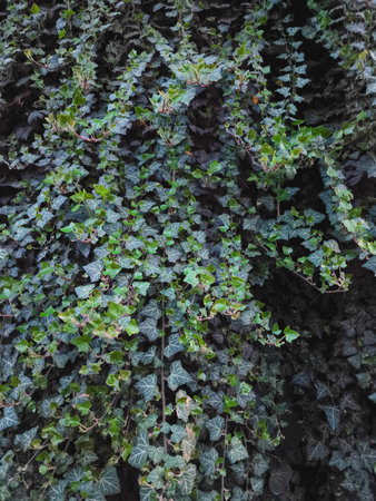 Dark green ivy climbs a stone wall, creating a natural tapestry in the charming district of novy svet, prague, czechia, copy space, wallpaperの写真素材