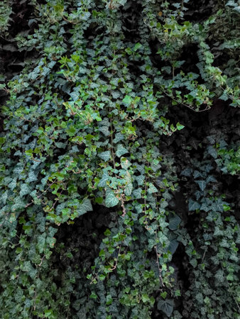 Dark green ivy climbing a wall in new light, creating a natural backdrop, copy space, wallpaperの写真素材