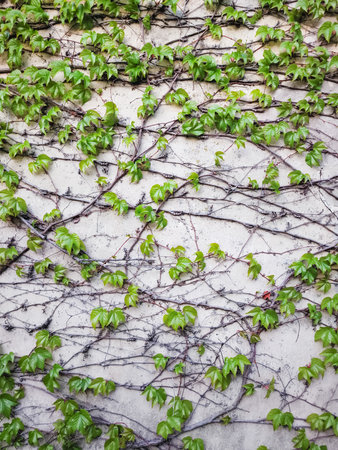 Green climbing vines creeping up a weathered concrete wall, adding a touch of nature to the urban landscape of Prague, Czechia, copy space, wallpaperの写真素材
