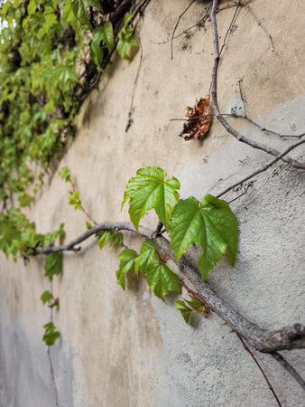 Vine climbing over an aged concrete wall along Kapucinska street in Prague, Czechia, showcasing vibrant green leaves and urban nature, copy space, wallpaperの写真素材