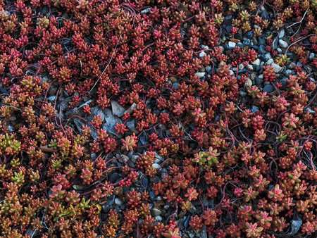 White stonecrop sedum album covering a roof in prague letna parkの写真素材
