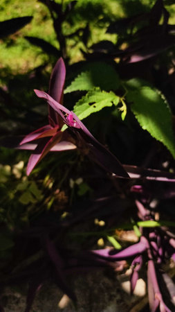 Close up of a purple heart plant, showing its vibrant purple leaves and delicate pink flower, thriving under the summer sun in croatiaの写真素材