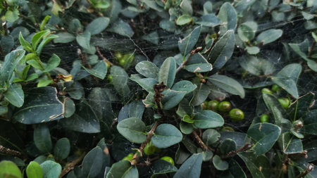 Intricate spider webs delicately drape over glossy green leaves and unripe berries of a bush, creating a captivating scene in Pragueの写真素材