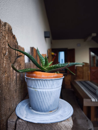 Aloe plant in a metal pot on a wooden shelf, adding a rustic touch to an indoor space with warm wooden accents and soft lightingの写真素材