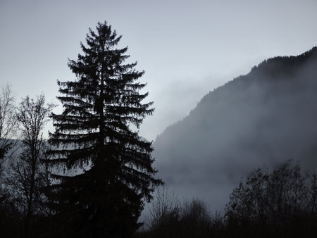Majestic evergreen tree stands against a misty backdrop of mountains, capturing the serene beauty of...
