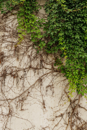 Lush green ivy thrives atop an aged, weathered wall, a striking contrast of life and decay, creating...