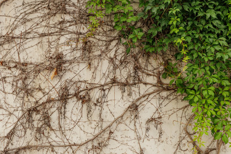 Lush green ivy thrives alongside dried branches on a textured white wall, creating a striking...