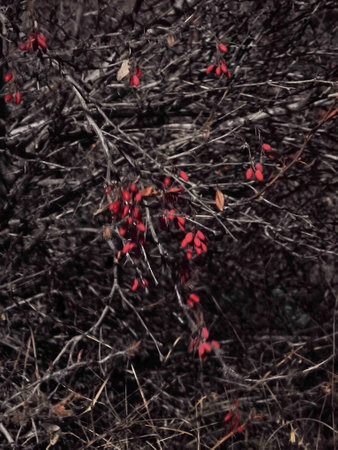 Close up of vibrant red berries on a berberis plant, contrasting with dry branches in the autumn landscape of Aosta, Italy Lillazの写真素材