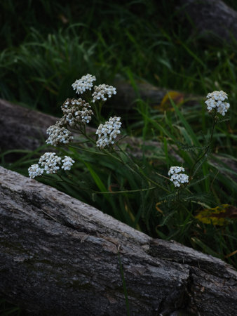 White wildflowers bloom amidst lush green grass and aged logs, capturing the essence of nature's...