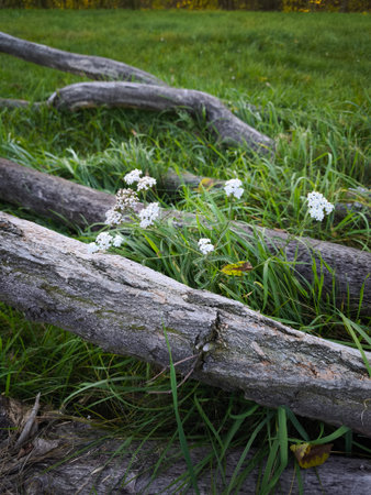 Wildflowers bloom among fallen logs in a vibrant green meadow, highlighting the beauty and tranquility of nature, ideal for outdoor enthusiasts and nature loversの写真素材
