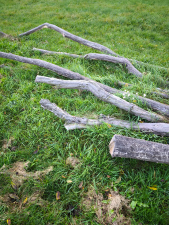 Scattered fallen tree branches on lush green grass create a rustic natural scene perfect for outdoor...