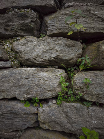 Weathered stone wall in Aosta, Italy, showcasing vibrant green plants growing between the rugged stones, highlighting nature's resilience pontbosetの写真素材