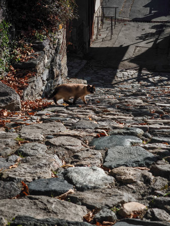 Siamese cat strolls along a cobblestone street in Aosta, Italy, surrounded by autumn leaves and stone walls, capturing the essence of november Verresの写真素材