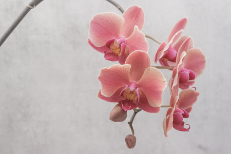 Pink orchid flowers blooming on a stem against a simple gray background, creating a serene and elegant floral composition suitable for various design purposes copy spaceの写真素材