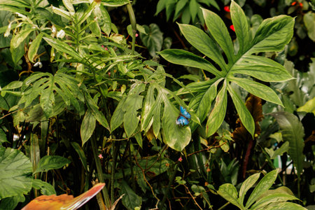 Stunning blue morpho butterfly perched on a vibrant green leaf amidst the lush foliage of a...