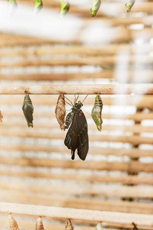 Close up of a beautiful black butterfly emerging from its chrysalis, hanging on a branch alongside other cocoons in a botanical garden, showing the delicate beauty of nature's transformationの写真素材