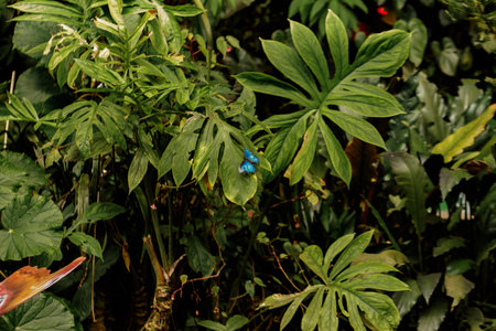 Two vibrant blue morpho butterflies are resting on a large green leaf amidst the lush foliage of Prague's botanical garden, showing the beauty of nature and transformationの写真素材