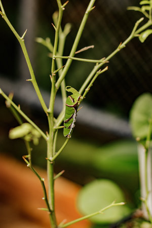 Green caterpillar crawling along a thorny branch in a vibrant botanical garden, illustrating the intricate beauty and transformative processes of nature's life cycleの写真素材
