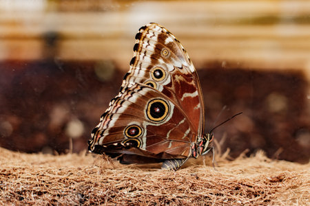 Brown butterfly with eye shaped pattern resting on coconut fiber, representing transformation and the beauty of nature in Prague botanical gardenの写真素材