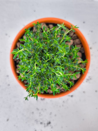 Fresh thyme growing in terracotta pot on kitchen counter copy spaceの写真素材