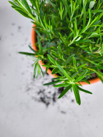 Fresh rosemary plant growing in terracotta pot with spilled soil copy spaceの写真素材