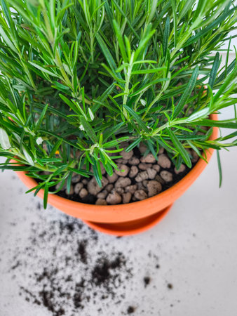 Repotting rosemary plant, spilling soil on white surface copy spaceの写真素材