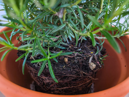 Rosemary plant growing in terracotta pot showing rootbound conditionの写真素材