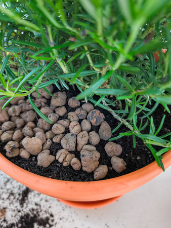 Gardener repotting rosemary plant using expanded clay pebblesの写真素材