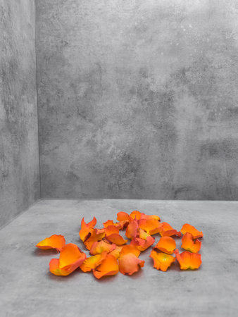 Orange rose petals create a vibrant contrast against a minimalist gray backdrop, adding a touch of color and romance to the simple compositionの写真素材