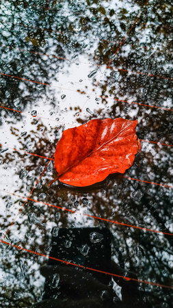 Wet, vibrant red autumn leaf sticks to the rear window of a car, showcasing the beauty of fall...