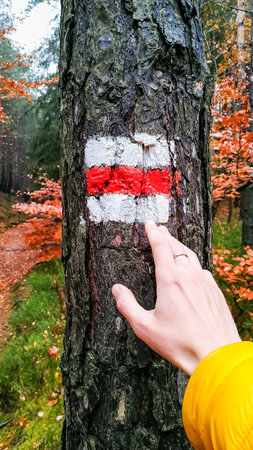 Hand of a hiker clad in a vibrant yellow jacket gently touching a red and white trail marking sign painted on a sturdy tree trunk, surrounded by colorful autumn foliage in a serene forestの写真素材