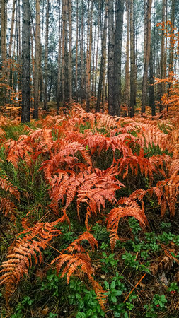 Vibrant orange ferns are growing on the floor amidst green foliage and tall pine trees during a cloudy autumn day in Bohemian paradise, Czechiaの写真素材
