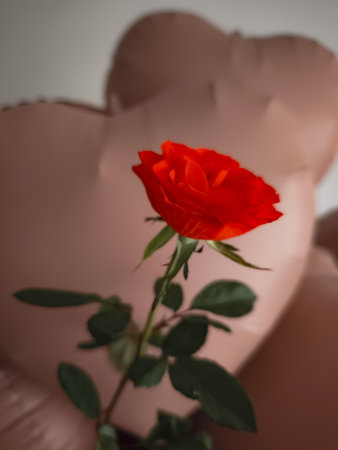 Red rose blooming with heart shaped pink mocha mousse balloons in background symbolizing love