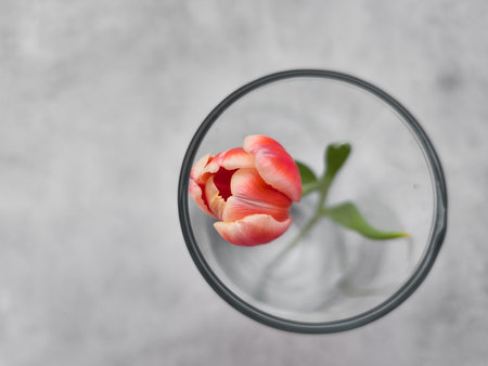 Pink and yellow tulip floating in glass bowl on marble tableの写真素材