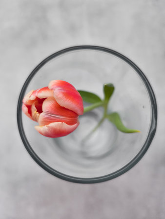 Single pink tulip floating in glass bowl on marble tableの写真素材